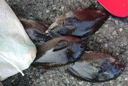 伊豆下田フィッシング 釣果