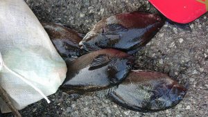 伊豆下田フィッシング 釣果