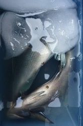 伊豆下田フィッシング 釣果