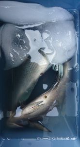 伊豆下田フィッシング 釣果