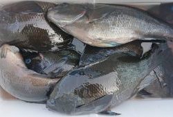 伊豆下田フィッシング 釣果