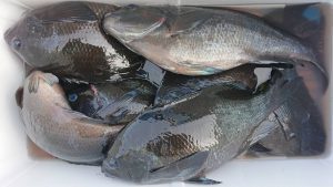 伊豆下田フィッシング 釣果