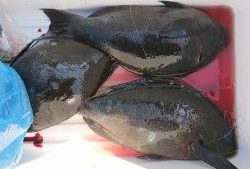 伊豆下田フィッシング 釣果