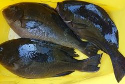 伊豆下田フィッシング 釣果