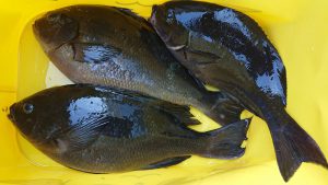 伊豆下田フィッシング 釣果