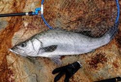 伊豆下田フィッシング 釣果