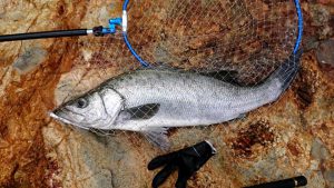 伊豆下田フィッシング 釣果