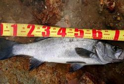 伊豆下田フィッシング 釣果