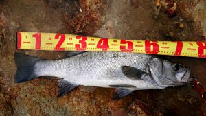 伊豆下田フィッシング 釣果