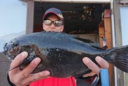 伊豆下田フィッシング 釣果