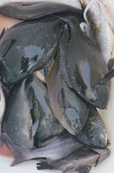 伊豆下田フィッシング 釣果