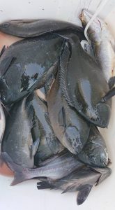 伊豆下田フィッシング 釣果