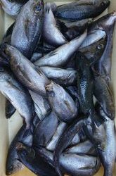 伊豆下田フィッシング 釣果