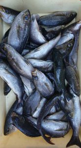 伊豆下田フィッシング 釣果