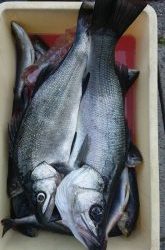 伊豆下田フィッシング 釣果