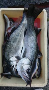 伊豆下田フィッシング 釣果