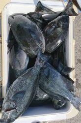 伊豆下田フィッシング 釣果