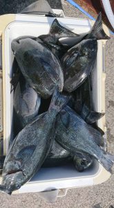 伊豆下田フィッシング 釣果