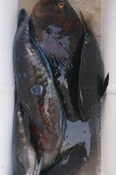 伊豆下田フィッシング 釣果