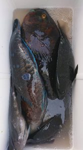 伊豆下田フィッシング 釣果