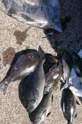 伊豆下田フィッシング 釣果