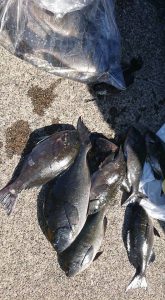 伊豆下田フィッシング 釣果