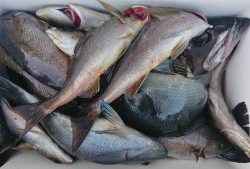 伊豆下田フィッシング 釣果