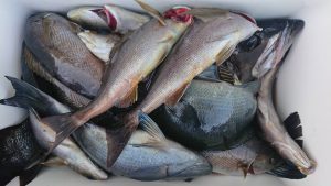 伊豆下田フィッシング 釣果