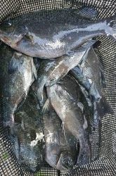 伊豆下田フィッシング 釣果