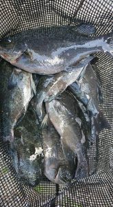 伊豆下田フィッシング 釣果