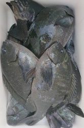 伊豆下田フィッシング 釣果