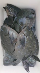 伊豆下田フィッシング 釣果