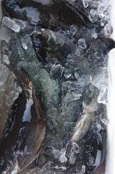 伊豆下田フィッシング 釣果