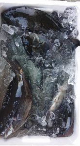 伊豆下田フィッシング 釣果