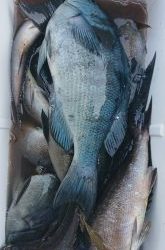 伊豆下田フィッシング 釣果