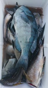 伊豆下田フィッシング 釣果