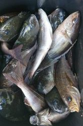 伊豆下田フィッシング 釣果