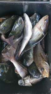 伊豆下田フィッシング 釣果