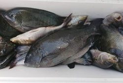 伊豆下田フィッシング 釣果