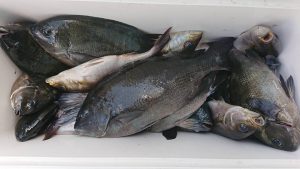 伊豆下田フィッシング 釣果