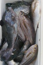 伊豆下田フィッシング 釣果