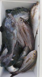 伊豆下田フィッシング 釣果