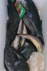 伊豆下田フィッシング 釣果