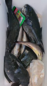 伊豆下田フィッシング 釣果