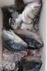伊豆下田フィッシング 釣果