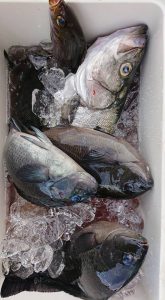 伊豆下田フィッシング 釣果