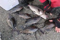 伊豆下田フィッシング 釣果