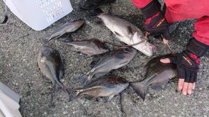 伊豆下田フィッシング 釣果