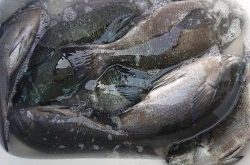 伊豆下田フィッシング 釣果