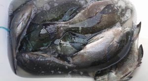 伊豆下田フィッシング 釣果